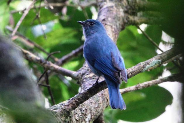 10 Endemic Birds and Wild Animals of Nilgiri Mountains