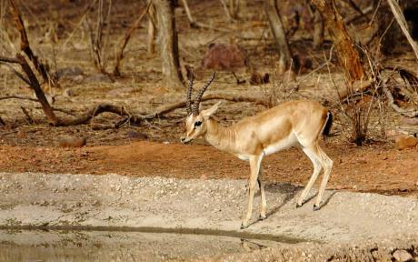 7 Wild Animals of The Great Thar Desert of India