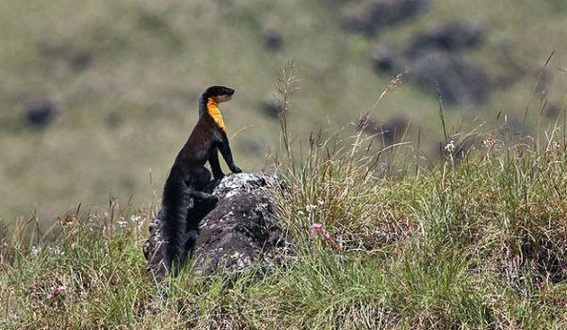 10 Endemic Birds and Wild Animals of Nilgiri Mountains