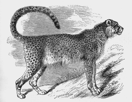 Reintroduction Sites in India For The Extinct Cheetah