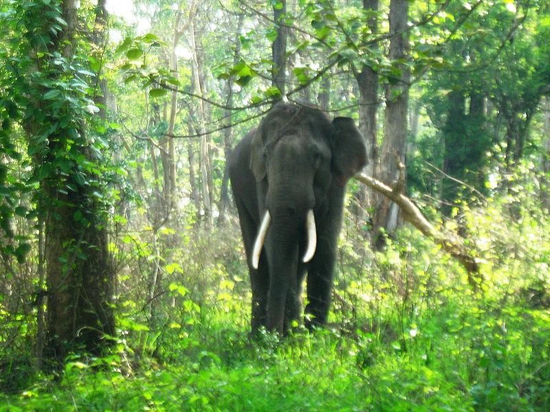 The Nilgiri Biosphere Reserve Nature Park of South India