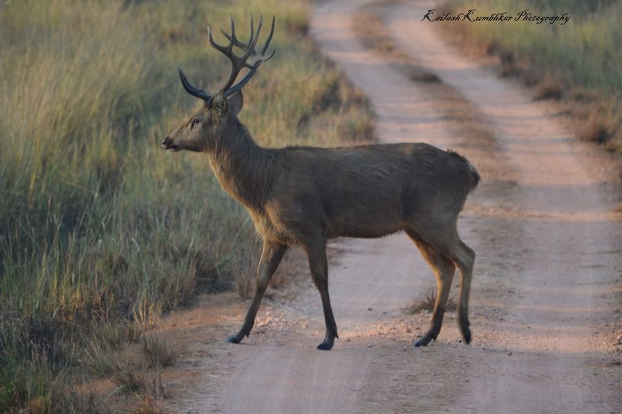 30 Types of Indian Wildlife And Best Places to Spot Them