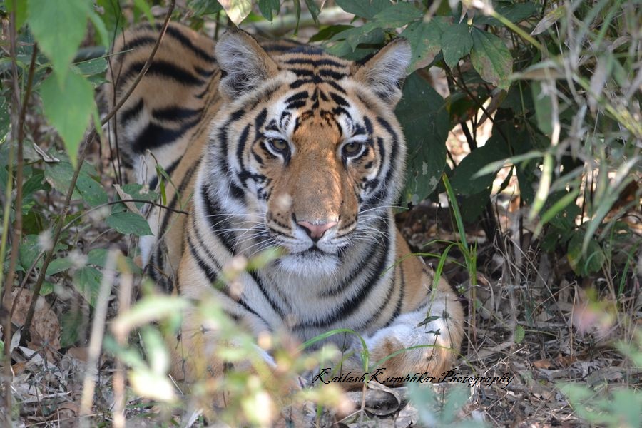 Top 10 Wild Animals of India