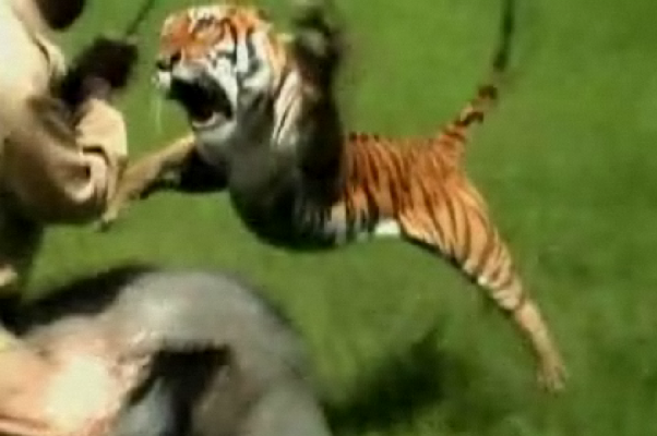 Wild Animal Attacks on Humans in India