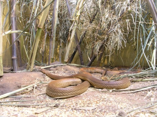 Top 25 Most Poisonous Venomous and Deadliest Snakes Around the World