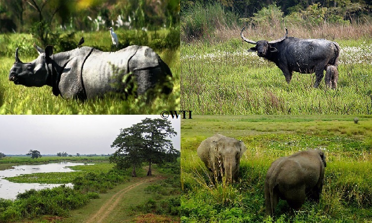 Top 5 Wildlife Habitat and National Parks of Assam