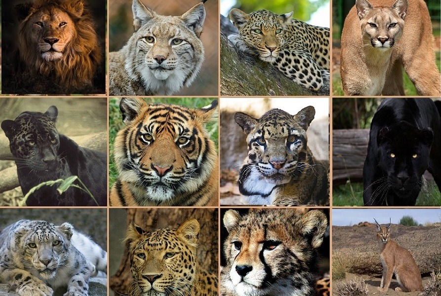 15 Species of Cat Family Found in The Indian Subcontinent