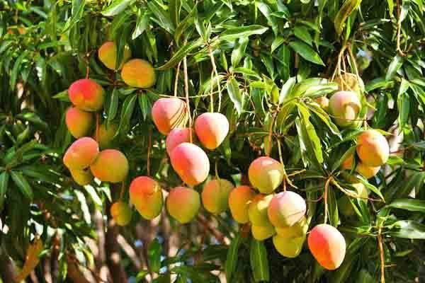 amrapali-mango-hybrid-mango