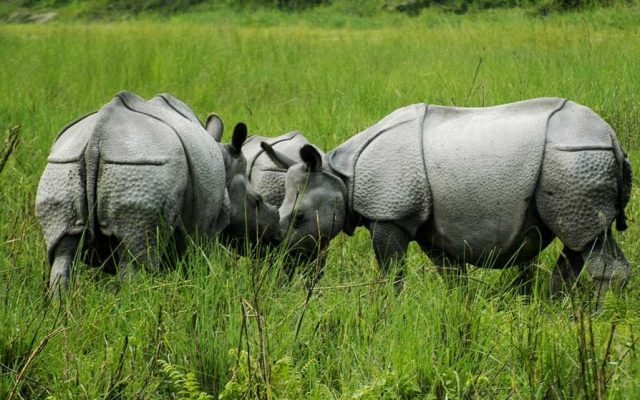 Big Five of Kaziranga National Park of Assam
