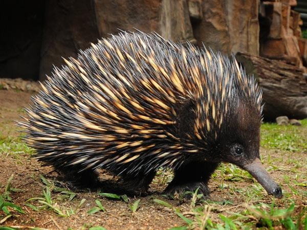 In australia animal 10 Weird