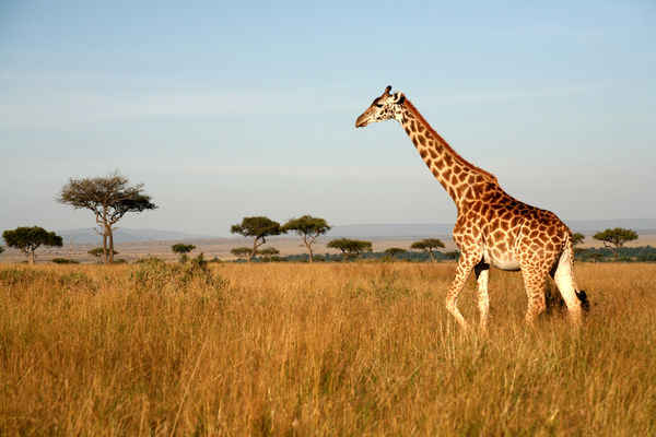 Africa's 15 Large Herbivorous Animals of Savanna