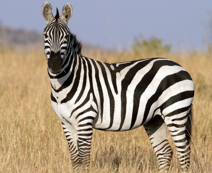 Africa's 15 Large Herbivorous Animals of Savanna