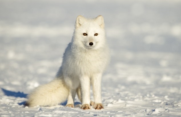 Top 10 Rarely Seen Albino Animals of Arctic