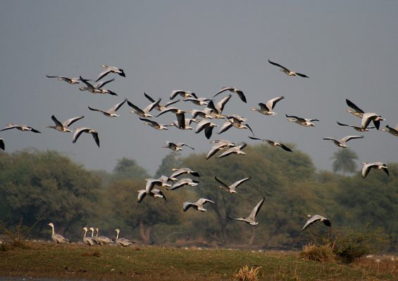 10 Most Beautiful Migratory Birds Coming to India