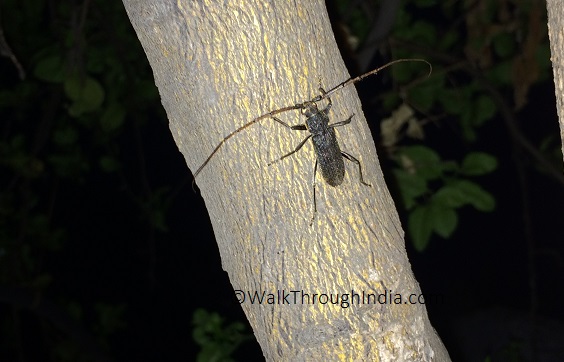 Hindi And English Names 50 Insect Found In India