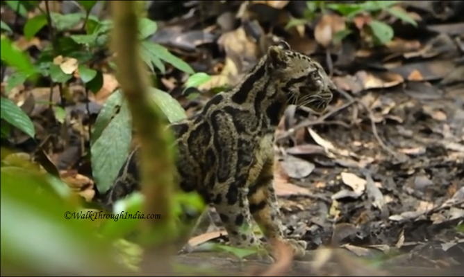 7 Place to See Smallest Big Cat in Northeast India