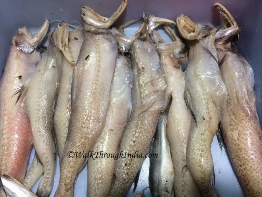 Top 12 Most Popular Sea Fish Found in India