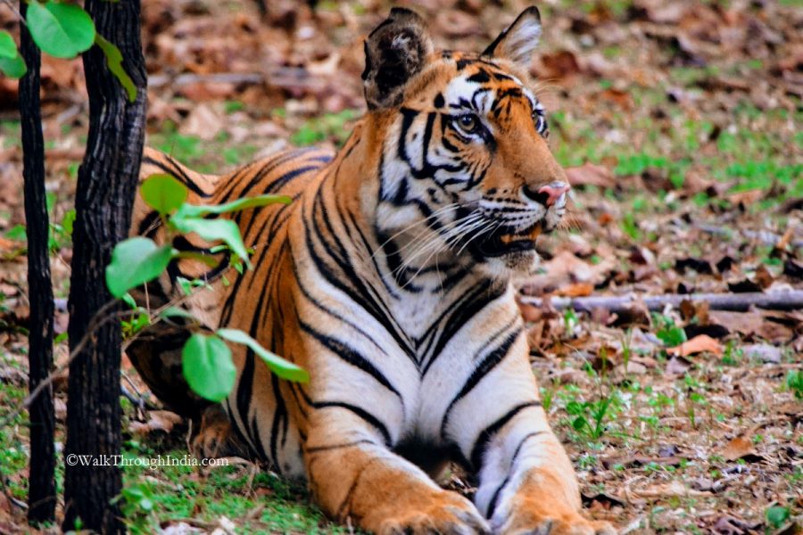 Wildlife Safari in Bandhavgarh National Park of Madhya Pradesh