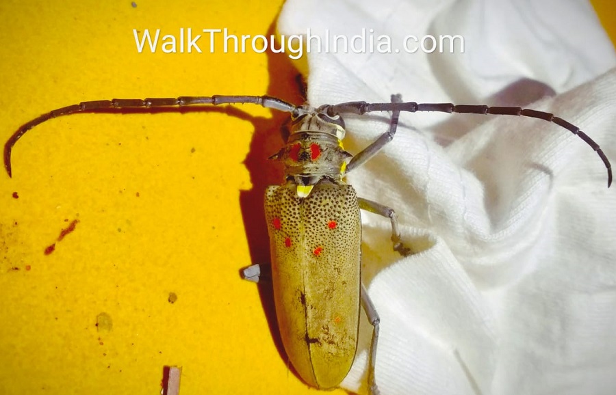 20 Most Terrifying Horrifying and Scary Insects of India