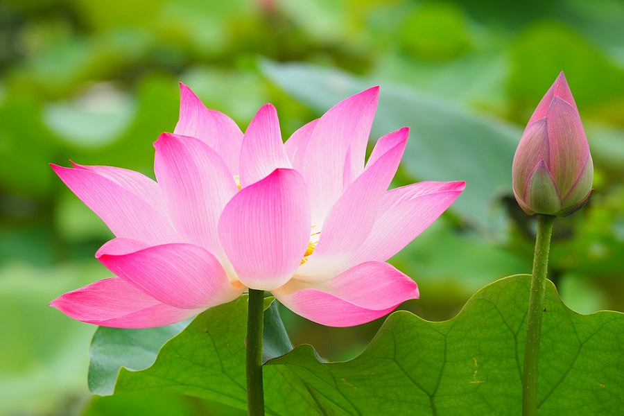 why is the lotus the national flower of india