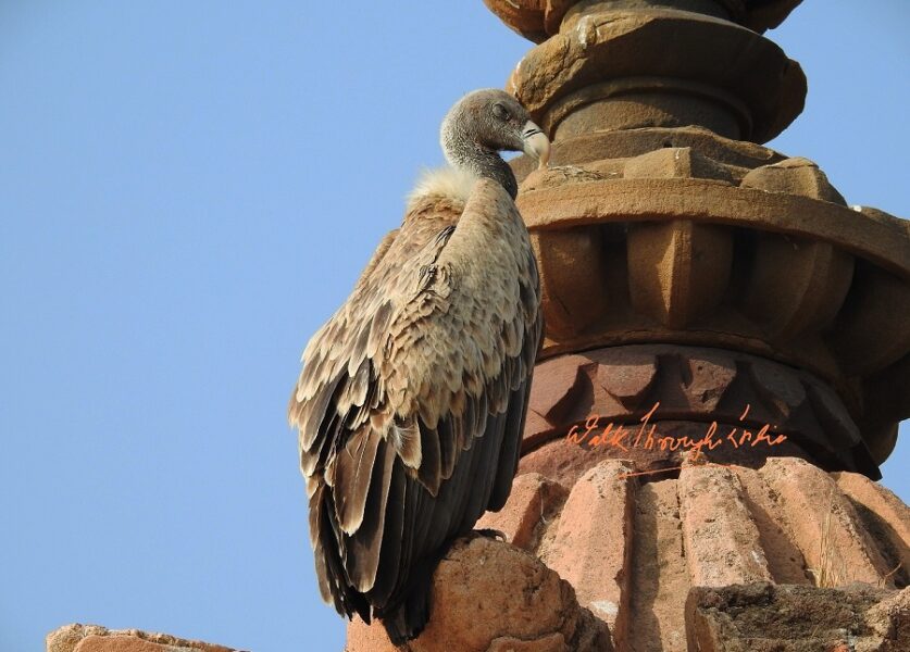 Top 5 Must See Wild Animals of Madhya Pradesh