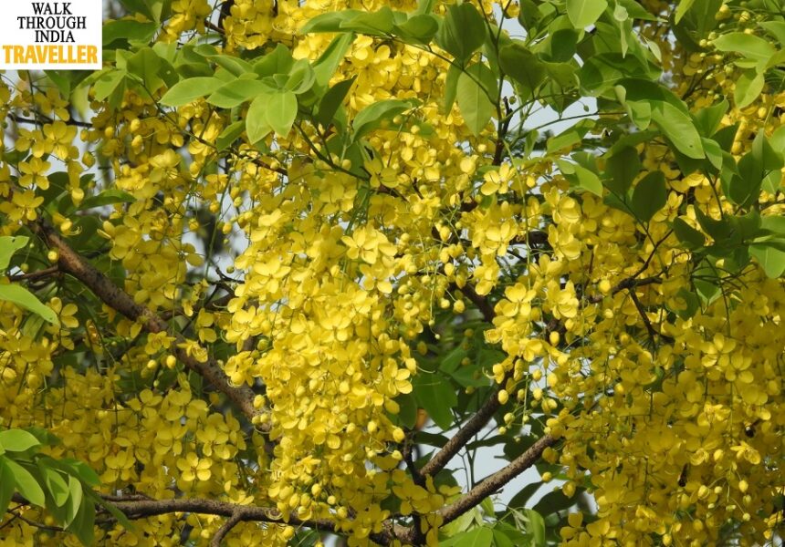  10 Most Beautiful Yellow Flowering Trees of India